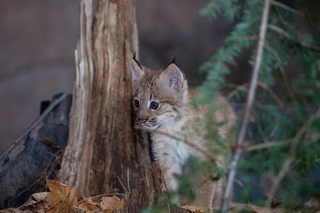 Illustration for article titled ZOMG CANADIAN LYNX TRIPLETS!!! C'EST MIGNON!!!